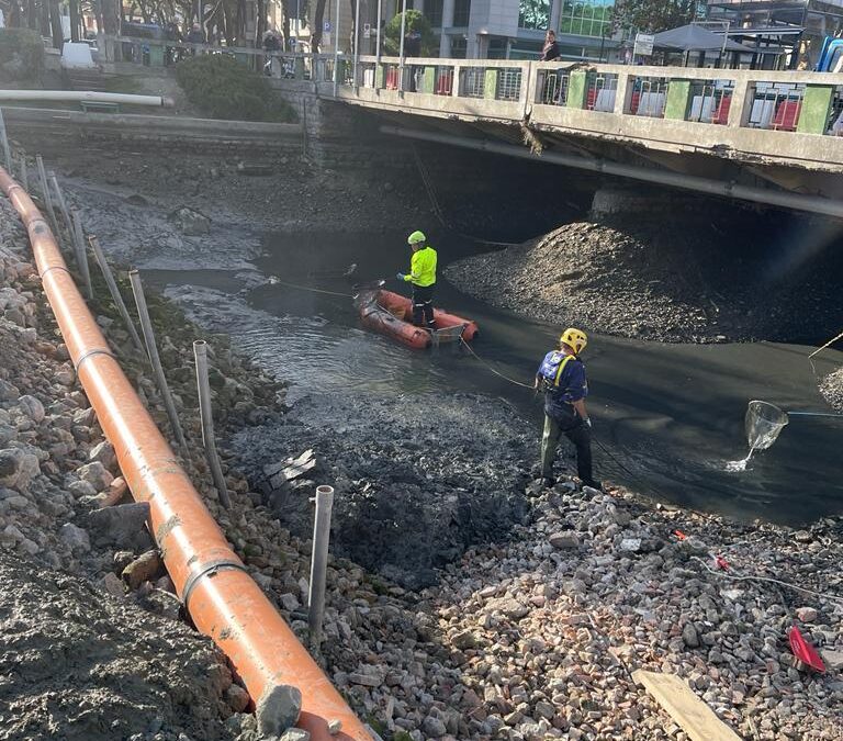 Cesenatico 18.11.2023 – Viale Roma “Ponte Trieste” sulla Vena Mazzarini – Volontari del Centro Soccorso Sub all’opera a tutela della fauna marina