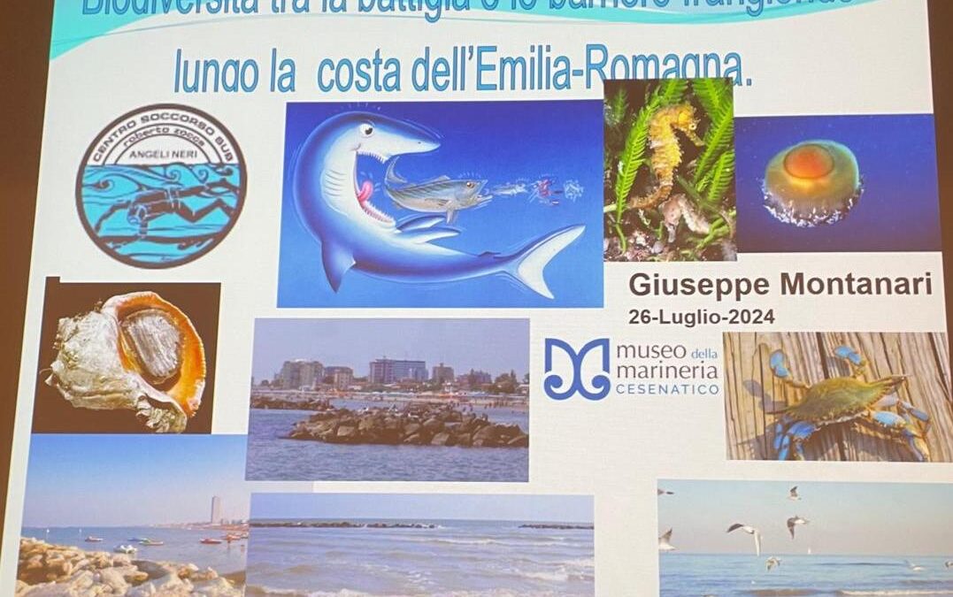Biodiversità dalla battigia alle barriere frangiflutti lungo la costa dell’Emilia Romagna